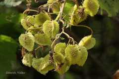 Erinocarpus nimmonii